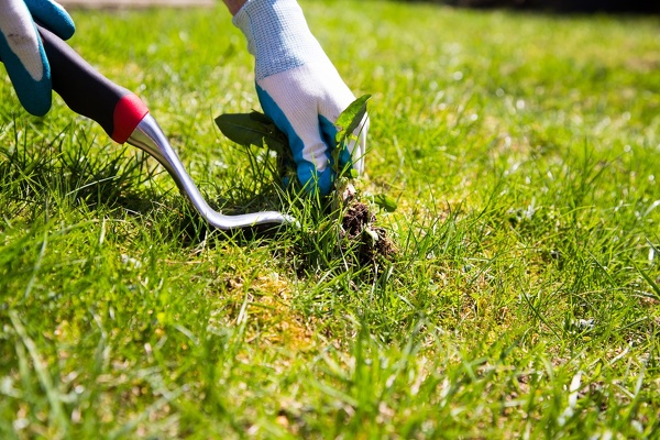 Lawn Maintenance Lawn Maintenance
